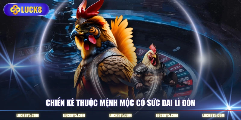 Chiến kê thuộc mệnh Mộc có sức dai lì đòn