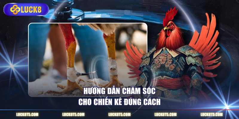 Hướng dẫn chăm sóc cho chiến kê đúng cách